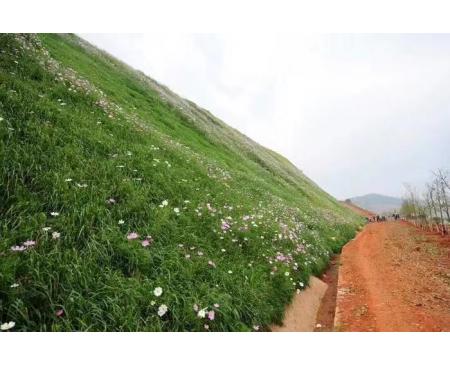 邊坡草種：草灌花混播