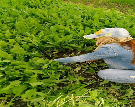 河南飼用苦荬草