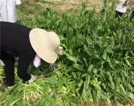 大葉菊苣（雞鴨鵝用）