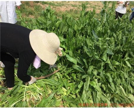 大葉菊苣（雞鴨鵝用）