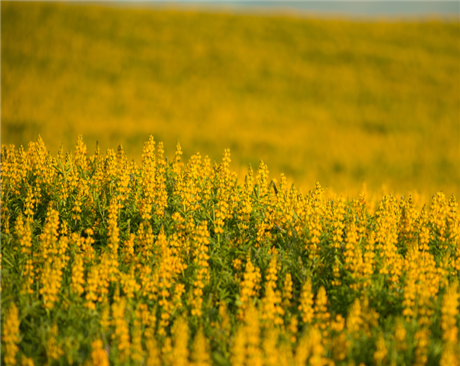 黃花羽扇豆-牧用、綠肥